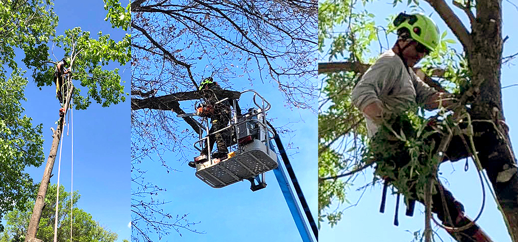 Winnipeg Tree Service